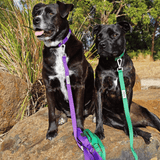 Ziippup Dog Lead with Built-in Poop Bag Holder - Purple