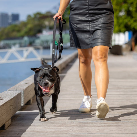 Ziippup Dog Lead with Built-in Poop Bag Holder - Black