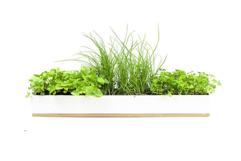 Urban Greens - Windowsill Grow Kit - Micro Herbs