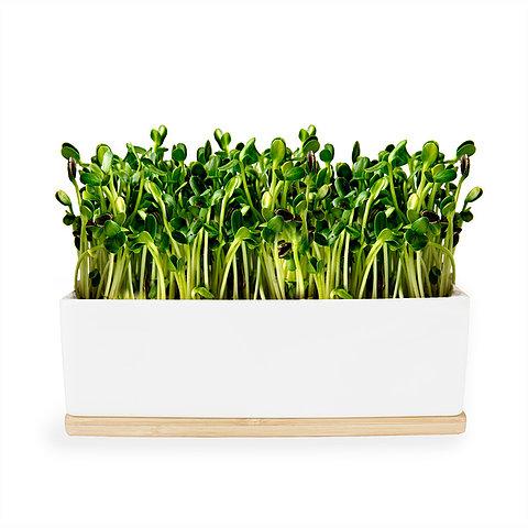 Urban Greens - Mini Garden Sprout Grow Kit - Sunflower
