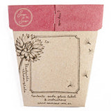 Sow 'n Sow - A Gift Of Seeds - Everlasting Daisy