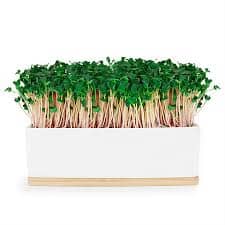 Urban Greens - Mini Garden Sprout Grow Kit - Pink Kale